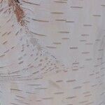 Betula utilis Ŝelo