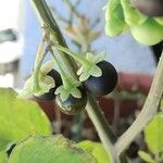 Solanum nigrum Ovoce