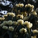 Rhododendron macabeanum Çiçek