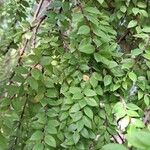 Sphyrospermum buxifolium Yaprak