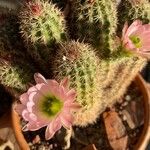 Echinocereus pectinatusBlad