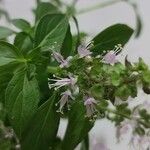 Ocimum americanumLeaf