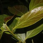 Nectandra membranacea Feuille