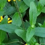 Sanvitalia procumbens बार्क (छाल)