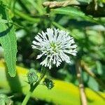 Gymnocoronis spilanthoides Flor