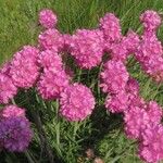 Armeria maritima Blomma