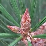 Pinus bungeana Fruct