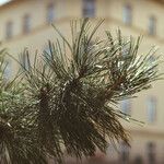Pinus coulteri Hoja