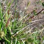 Carex oederi Leaf