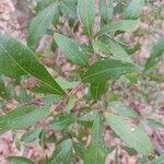 Quercus laurifolia Blad