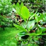 Rhododendron dauricum Leaf