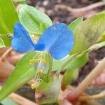 Commelina communis Цвят