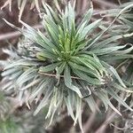 Echium callithyrsum Leaf