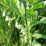 Polygonatum multiflorumFlower