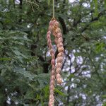 Prosopis velutina फल