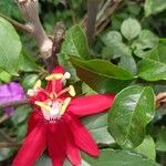 Passiflora vitifolia 花