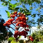 Clerodendrum speciosissimum Fruto