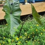 Colocasia esculenta葉