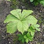 Rodgersia aesculifolia Foglia