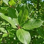 Nyssa sylvatica Leaf