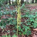 Botrychium virginianum 花