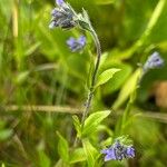 Veronica wormskjoldii Cortiza