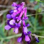 Vicia eriocarpa Bloem