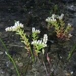 Sedum pulchellum Vekstform