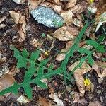 Lactuca muralis Leaf