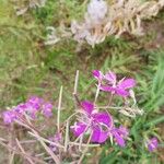 Epilobium angustifoliumKvět