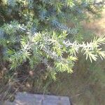 Juniperus macrocarpa Blad