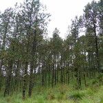 Pinus hartwegii ശീലം