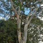 Eucalyptus camaldulensis Кара