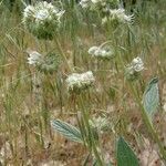 Phacelia mutabilis Hàbitat