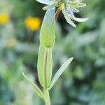 Linaria micrantha Habit