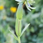 Linaria micrantha Hàbitat