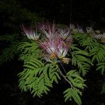 Calliandra rubescens Агульны выгляд