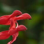 Salvia darcyi Flor