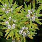 Globularia salicina Leaf