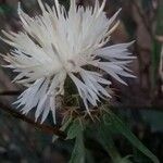 Centaurea aspera Blüte