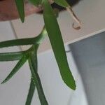 Aloe ciliarisBlatt