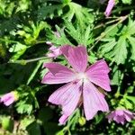 Malva moschata花