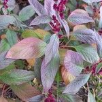 Amaranthus hypochondriacusBlatt