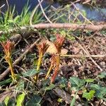 Rubus bertramii Blad