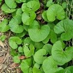 Petasites pyrenaicus Habit