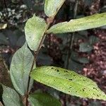 Duboscia macrocarpa Hoja