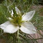 Nigella sativa Квітка