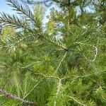 Pinus virginiana Leaf