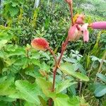 Clappertonia ficifolia Frucht