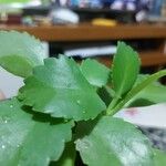 Kalanchoe daigremontianaFrunză